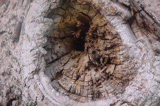Knot in a large old maple at the corner of Fisk and Starr avenues, Monticello, New York, 05-19-2001, photo by Tom Rue.
