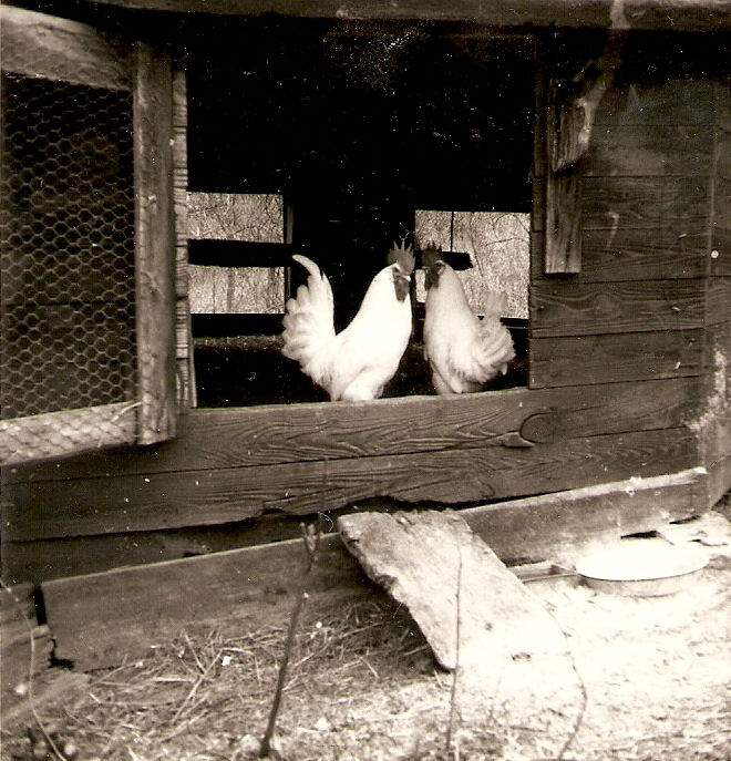 Poultry in "the round brooder house"